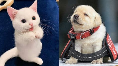 💗aww Funny And Cute Dog And Cat Compilation 2020💗 73 Cutevn Youtube