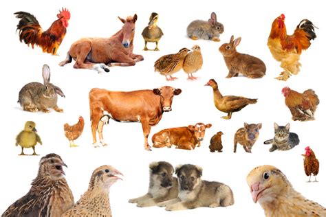 Different Types Of Farm Animals