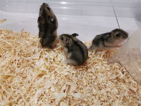 Short Dwarf Hamster Baby Hamsters Adopted 4 Years 10 Months Pf95934