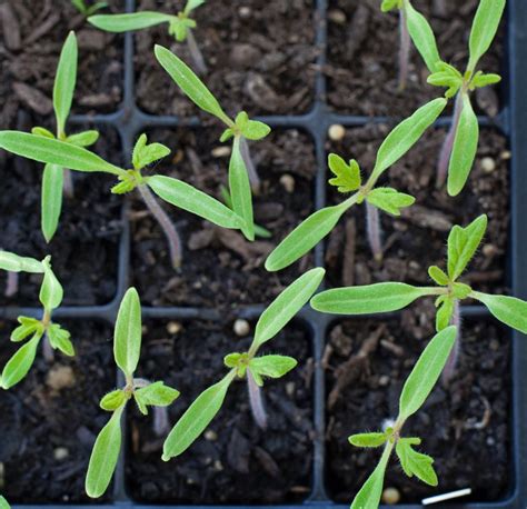 Thinning Tomato Seedlings The Modern Day Settler