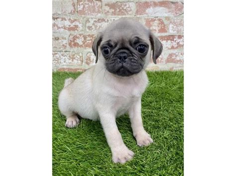 If you do not see the pug of your dreams below, contact us and let us know what you are looking for because we might just have it! Pug Puppies - Petland Mall of Georgia