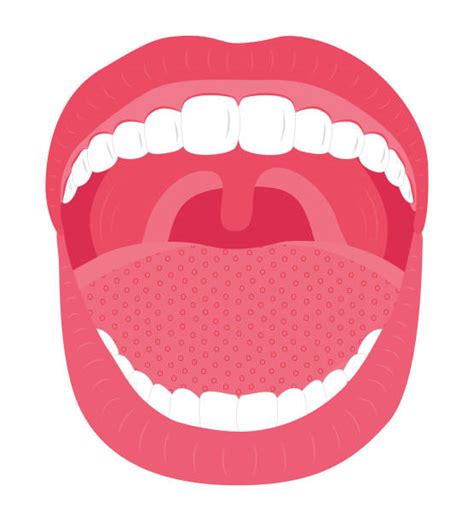 Uvula Stock Photos Pictures And Royalty Free Images Istock