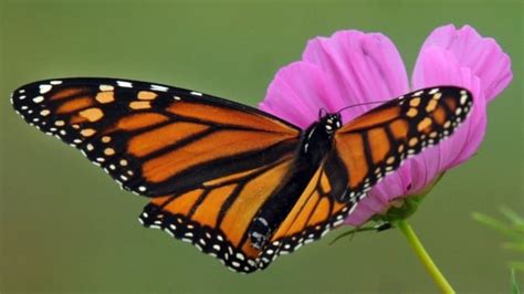 Monarch Butterfly Decline Linked To Spread Of Gm Crops