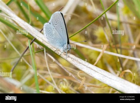 Small Blue Cupido Minimus Butterfly Resting With Wings Closed On