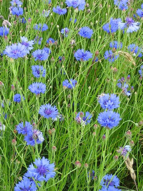 Cornflower Blue Centaurea Cyanus Naturescape Wildflowers