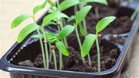 Heres How To Germinate Tomato Seeds Faster A Quick Guide Plants Heaven