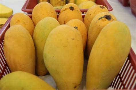 10 Common Type Of Mango In Indonesia
