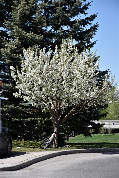 There are both tender and hardy fig trees. Dolgo Flowering Crab (Malus 'Dolgo') in Burlington ...