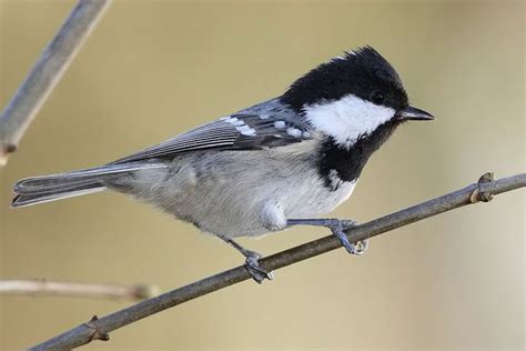 So tun wir gut daran, dass sich auch vögel in unseren reichen die natürlichen gegebenheiten im garten nicht aus, können sie vögel mit nisthilfen unterstützen. Amsel (mit Bildern) | Tannenmeise, Tiere und vögel, Vögel ...