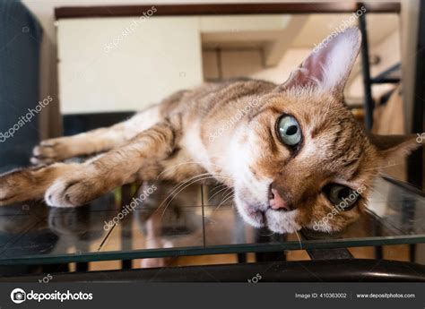 Old Tabby Cat Sit Table Mirror Reflection Home Stock Photo By ©elwynn