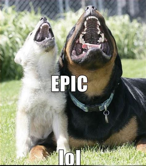 Epiclol Dogs Photo 11910256 Fanpop