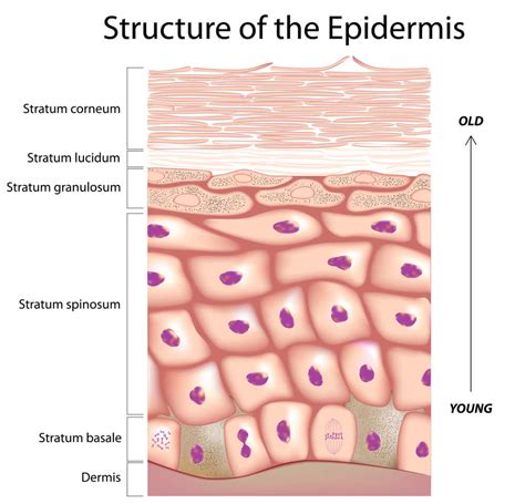 Structure Of The Epidermis Dr Javier Carbajal