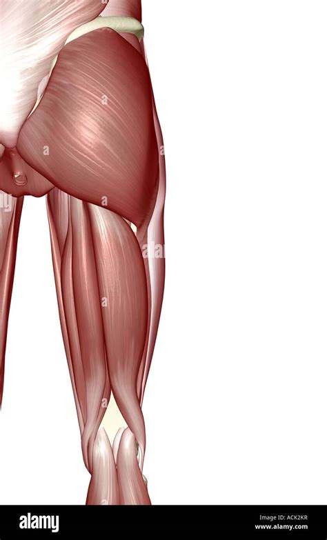 Músculos De La Cadera Y Muslo Fotografías E Imágenes De Alta Resolución