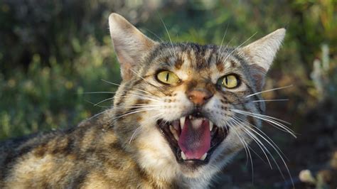 Australias Cat Killer Problem Why Is Australia At War With Feral