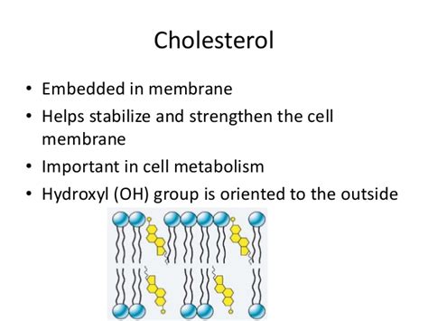 Maybe you would like to learn more about one of these? Plasma membrane notes