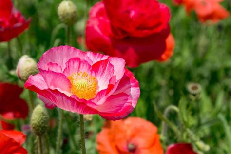 Planting Poppies How To Grow Poppies