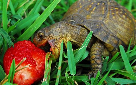 Turtle Eating A Strawberry Wallpaper The Wallpaper Database