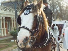 images  clydesdales  pinterest clydesdale clydesdale horses  gypsy