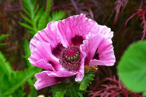 Typically ships in 24 business hours. Oriental Poppy Seeds - Mix - DECKER RD. SEEDS