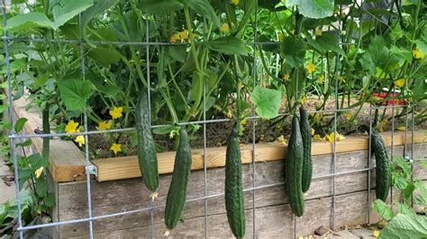 Burpless cucumber plants are vines; Growing Cucumbers on Trellis - YouTube