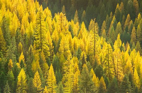 Every Year The Western Larch Trees Turn A Bright Yellow Before Winter