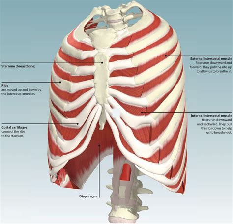 Rib Cage Muscles It Encloses And Protects The Heart And Lungs Sen