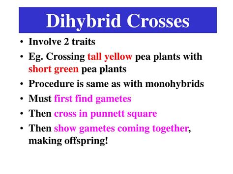 A dihybrid cross is a cross that looks at how two different genes are passed on from a pair of if fur color and eye color did not sort independently or both parents were not identically heterozygous, then the ratio will not be 9:3:3:1. A Dihybrid Cross Involves The Crossing Of Just One Trait ...
