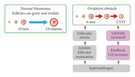 Factors That Lead To Ovulation Disorders Download Scientific Diagram