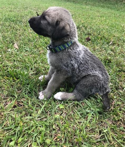 Give a home to this cute puppy. View Ad: Irish Wolfhound Puppy for Sale, Georgia ...