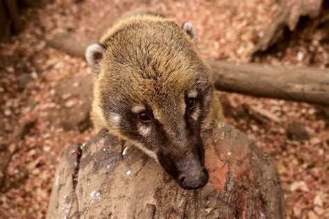 Keeping And Caring For Coatis As Pets