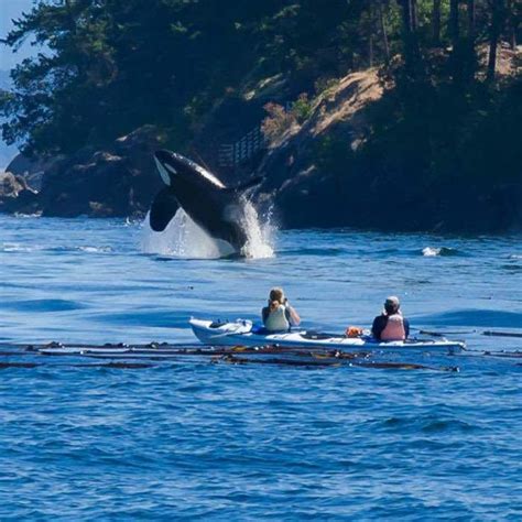 Seattle Whale Watching Tour Orcas And Humpbacks Clipper Vacations