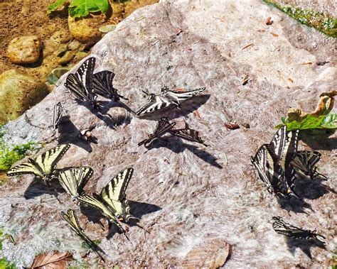 Papilio Eurymedon Pale Tiger Swallowtails Things Of The