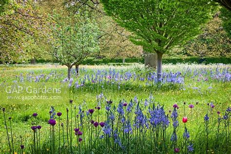 Wild Flower Meadow W Stock Photo By Highgrove Gardens Image 0332441