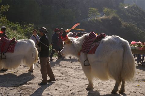 Free Stock photo of Decorated White Ox Animal at the Caravan