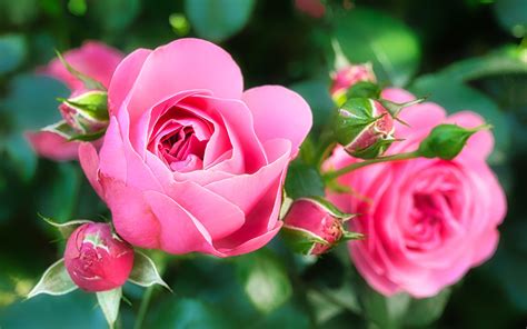 Download Wallpapers 4k Pink Roses Close Up Summer Buds Pink