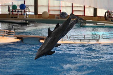 Dolphin Show National Aquarium In Baltimore Md 1212252 Photograph