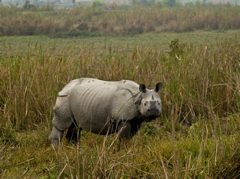 Assam Natur Am Natürlichsten Tierpark Zum Anfassen Nz