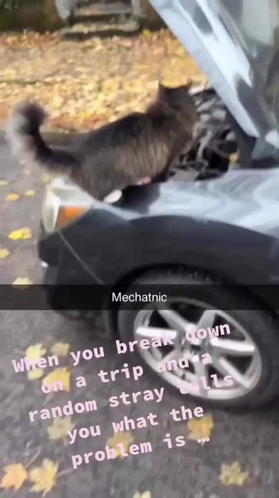 Mechanic Cat Meme By Datakrys Memedroid