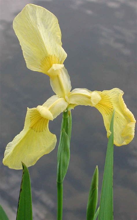 Yellow Iris Or Yellow Flag Iris Iris Pseudacorus 10a Wild Flowers