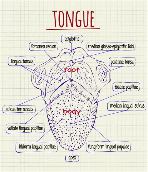 Drawing Of Tongue With Parts Tongue Drawing How To Draw A Tongue Step By Step Jaquelin Ziemann