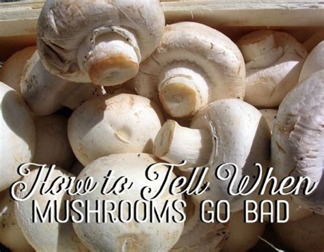 How To Tell When Mushrooms Go Bad Delishably