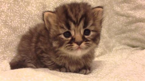 Bella Teacup Golden Tabby Persian Kitten For Sale From