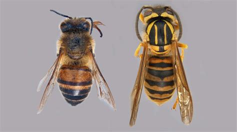 Price and other details may vary based on size and color. Honey Bee or Yellow Jacket? | Mississippi State University ...