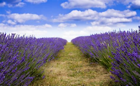Download Purple Flower Summer Cloud Sky Field Nature Lavender 4k Ultra