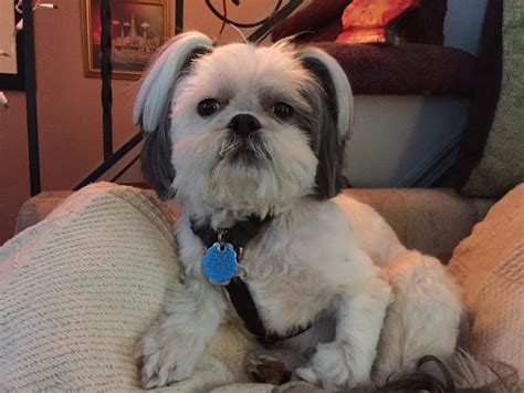 Schroeder - Shih Tzu | Shih tzu, Chinese dog, Dog names