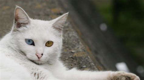 Imágenes relajantes para fondos de pantalla. Gato Angora Turco blanco - 1920x1080 :: Fondos de pantalla ...