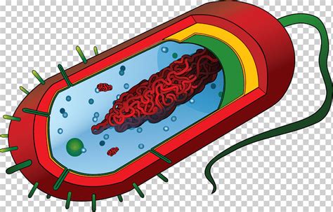 خلية بكتيريا