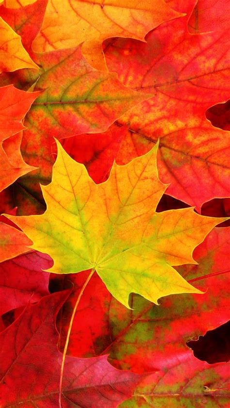 26 Free Wallpaper For Iphone Fall Background