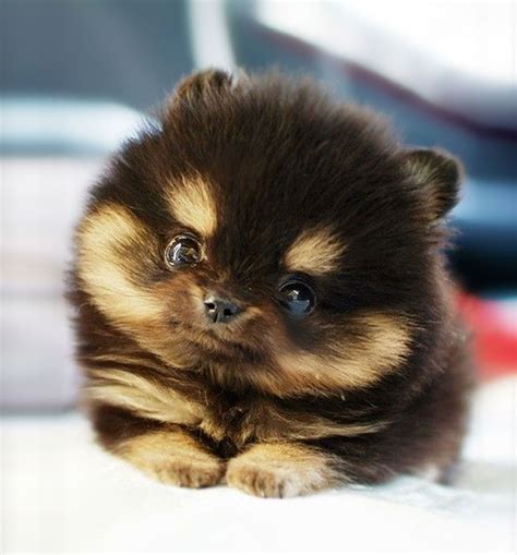 Who Can Post The Cutest Dog Picture Bored Panda