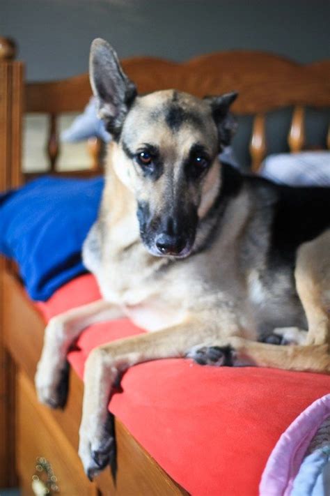 Correspondingly, the council recommend feeding active german shepherds between 1,740 and 2,100 calories. German Shepherd | Dog food recipes, Homemade dog food ...